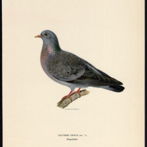Columba Oenas Stock Dove Pigeon Von Wright 1917