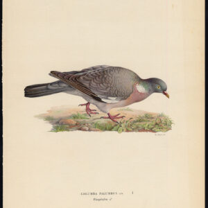 Columba Palumbus Gewone Hout Duif Dove Von Wright 1917