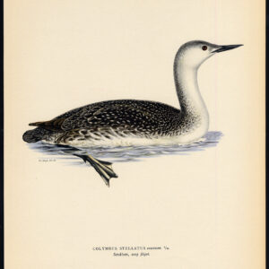 Gavia Stellata Red Throated Loon Diver Von Wright 1917