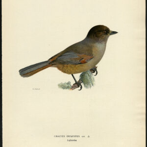 Perisoreus Infaustus SiberiëN Jay Von Wright 1917