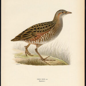 Crex Crex Corn Crake Landrail Von Wright 1917