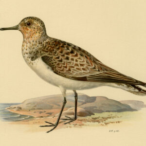 Calidris Alba Crocethia Sanderling Von Wright 1917