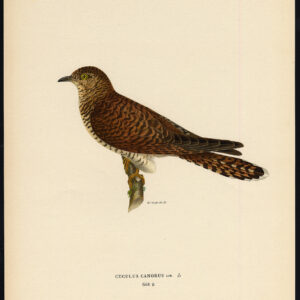Cuculus Canorus Gewone Cuckoo Female Von Wright 1917