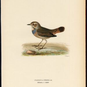 Luscinia Svecica Bluethroat Cyanecula Ii Von Wright 1917