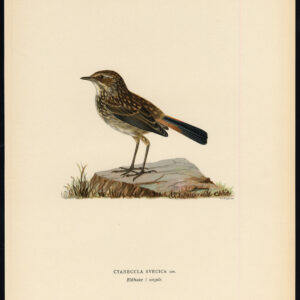 Luscinia Svecica Bluethroat Cyanecula Iii Von Wright 1917