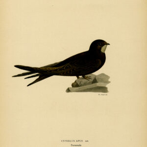 Cypselus Apus Gewone Swift Swallow Von Wright 1917