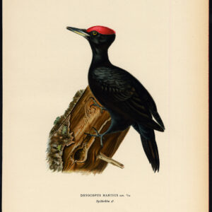 Dryocopus Martius Zwarte Specht Von Wright 1917