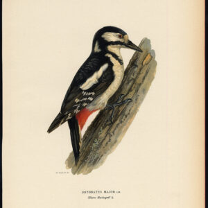 Dendrocopos Major Groot Gespotde Specker Female Von Wright 1917