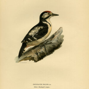 Dendrocopos Major Grote Spotted Pecker Young Von Wright 1917
