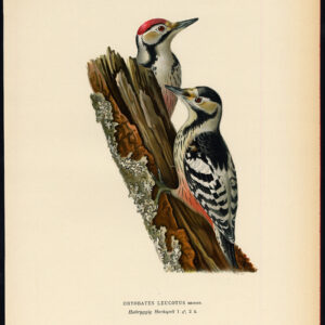 Dendrocopos Leucotos White Backed Specker Von Wright 1917