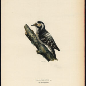 Picoides Minor Minor Spotted Pecker Female Von Wright 1917