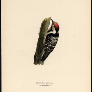 Antieke Picoides Minor Minor Spotted Pecker Mannelijk Von Wright 1917