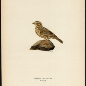 Emberiza Calandra Corn Bunting Von Wright 1917