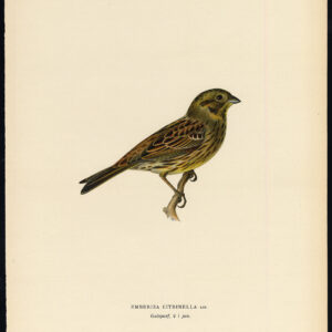 Emberiza Citrinella Yellowhammer Female Von Wright 1917