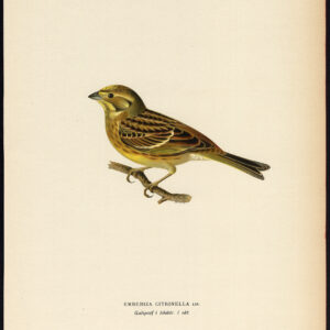 Emberiza Citrinella Yellowhammer Oktober Plumage Von Wright 1917