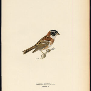 Emberiza Rustica Rustieke Bunting Von Wright 1917
