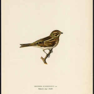 Emberiza Schoeniclus Gewone Reed Bunting Young Von Wright 1917