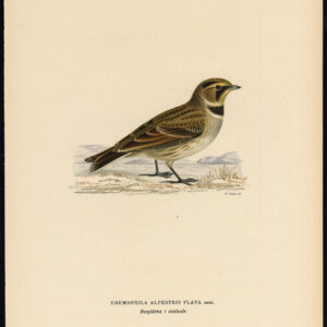 Eremophila Alpestris Flava Gehoornde Lark Shore Von Wright 1917