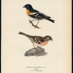 Fringilla Montifringilla Brambling Zomer Plumage Von Wright 1917
