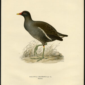 Gallinula Chloropus Gewone Moorhen Von Wright 1917
