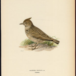 Galerida Cristata Crested Lark Von Wright 1917