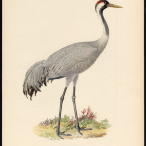 Grus Grus Eurasian Crane Gewone Von Wright 1917
