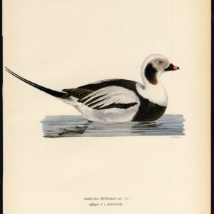 Clangula Hyemalis Long Tailed Duck Oldsquaw Winter Von Wright 1917
