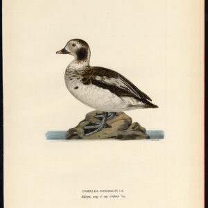 Clangula Hyemalis Long Tailed Duck Oldsquaw Young Von Wright 1917