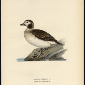 Clangula Hyemalis Long Tailed Duck Oldsquaw Female Von Wright 1917