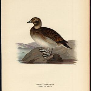 Clangula Hyemalis Long Tailed Duck Oldsquaw Ii Von Wright 1917