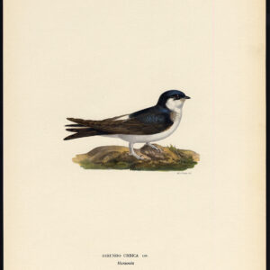 Delichon Urbicum Gewone Huis Martin Swallow Von Wright 1917