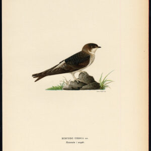 Delichon Urbicum Gewone Huis Martin Swallow Young Von Wright 1917