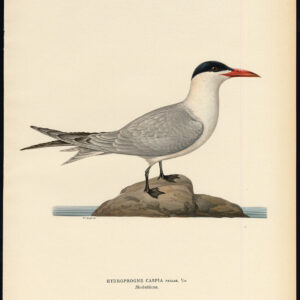 Hydroprogne Caspia Kaspische Zeee Tern Von Wright 1917