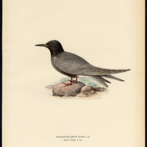 Chlidonias Niger Zwarte Tern Von Wright 1917