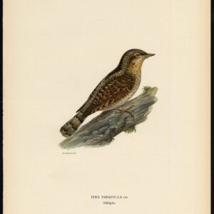 Jynx Torquilla Eurasian Wryneck Von Wright 1917