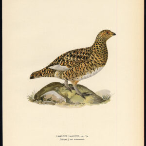 Lagopus Lagopus Willow Ptarmigan Grouse Summer Von Wright 1917