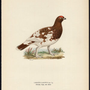 Lagopus Lagopus Willow Ptarmigan Grouse Ii Von Wright 1917