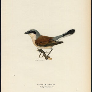 Lanius Collurio Red Backed Shrike Male Von Wright 1917