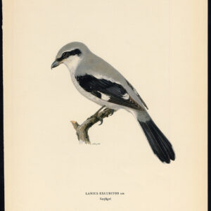 Lanius Excubitor Grote Grijze Shrike Northern Von Wright 1917