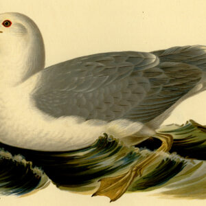 Larus Argentatus Europese Haringmeeuw Zomer Von Wright 1917