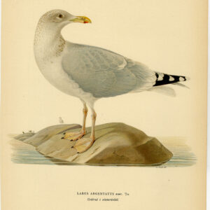Larus Argentatus Europese Haringmeeuw Winter Von Wright 1917