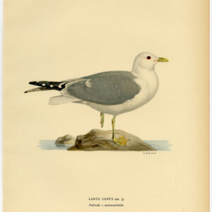 Larus Canus Gewone Meugel Mew Zomer Plumage Von Wright 1917