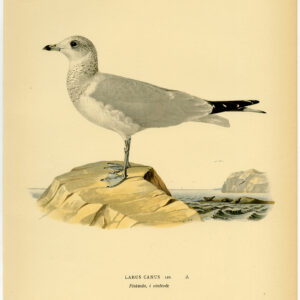 Larus Canus Gewone Meugel Mew Winter Plumage Von Wright 1917