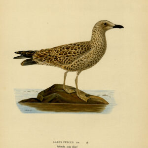 Larus Fuscus Minder Zwarte Achterste Meugel Young Von Wright 1917