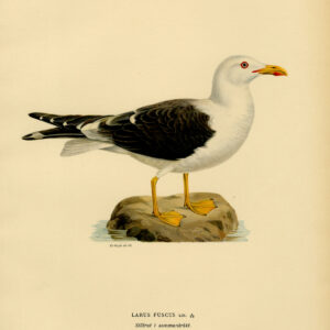 Larus Fuscus Minder Zwarte Achtermeugel Zomer Von Wright 1917