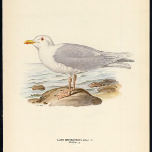 Larus Hyperboreus Glaucus Meeuw Male Von Wright 1917