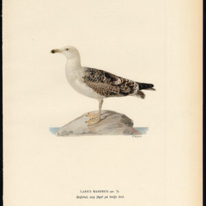 Larus Marinus Grote Zwarte Achterste Meugel Young Von Wright 1917