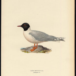 Larus Minutus Kleine Meeuw Von Wright 1917