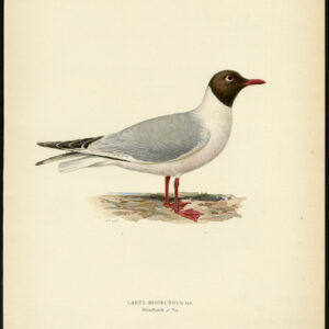 Larus Ridibundus Zwarte Kopmeeuw Von Wright 1917