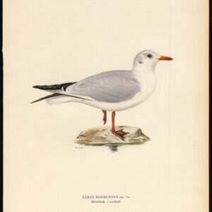 Larus Ridibundus Zwarte Kopmeeuw Winterplumage Von Wright 1917